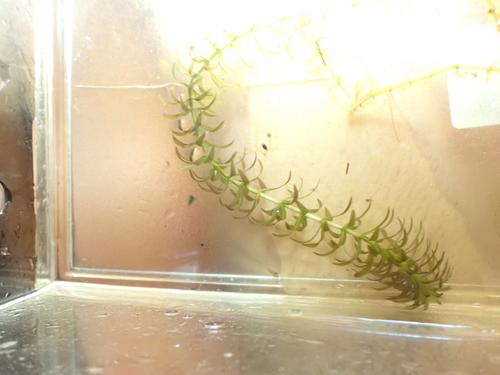 Hydrilla verticillata iNat (2)