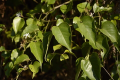 Jasminum malabaricum