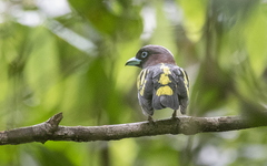 Eurylaimus javanicus