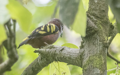 Eurylaimus javanicus