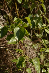 Jasminum malabaricum