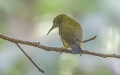 Kurochkinegramma hypogrammicum