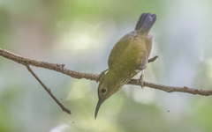 Kurochkinegramma hypogrammicum