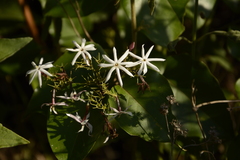 Jasminum malabaricum