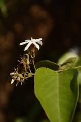 Jasminum malabaricum