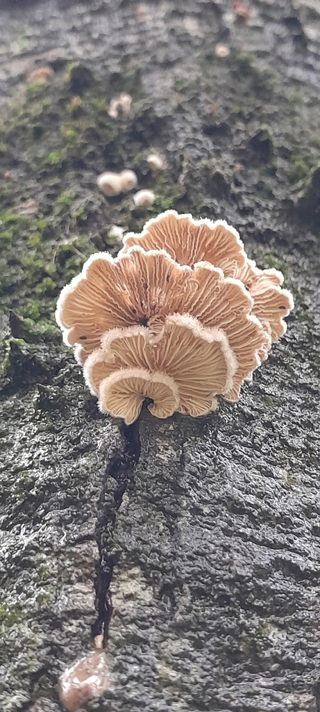 Schizophyllum commune · April 2026 · photo: © rafaperazzolo (iNaturalist, cc-by)