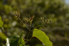 Jasminum malabaricum