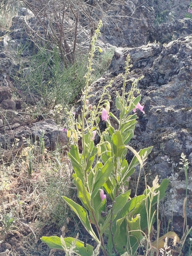 Spanish Peaks Foxglove