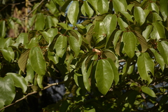 Sterculia guttata