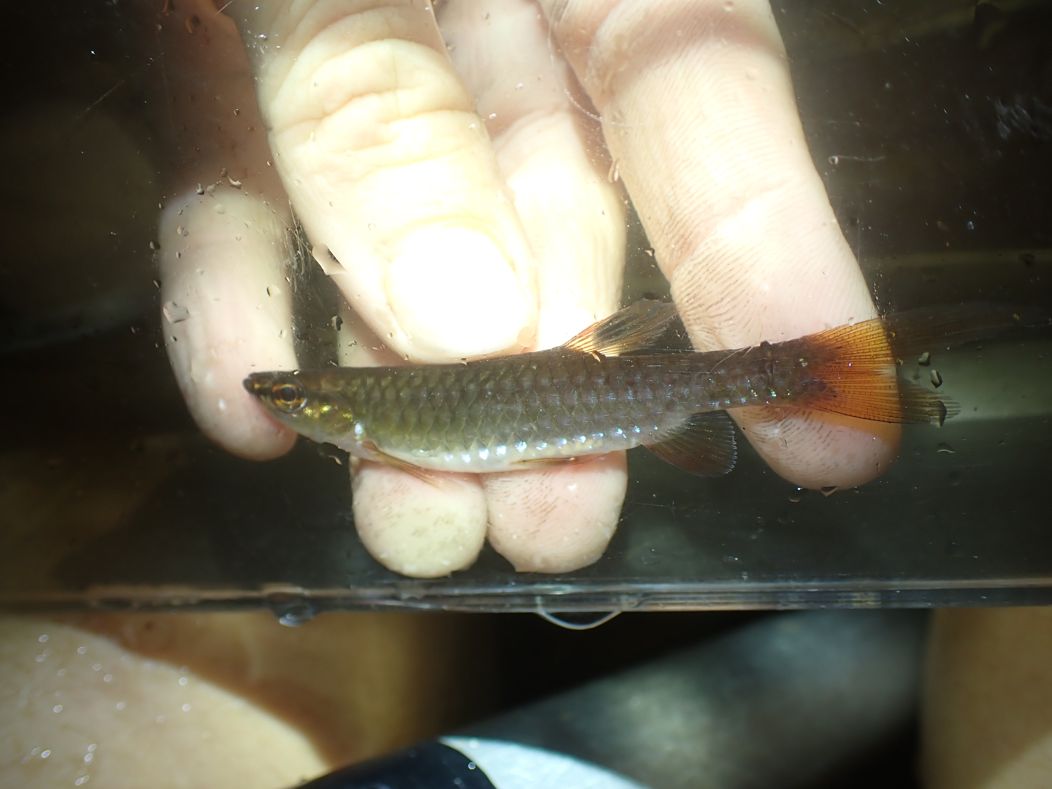 Pencilfish photo 4