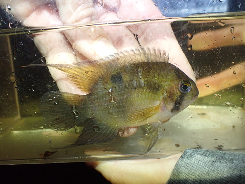 Keyhole (Cleithracara maronii) — Cichlidae