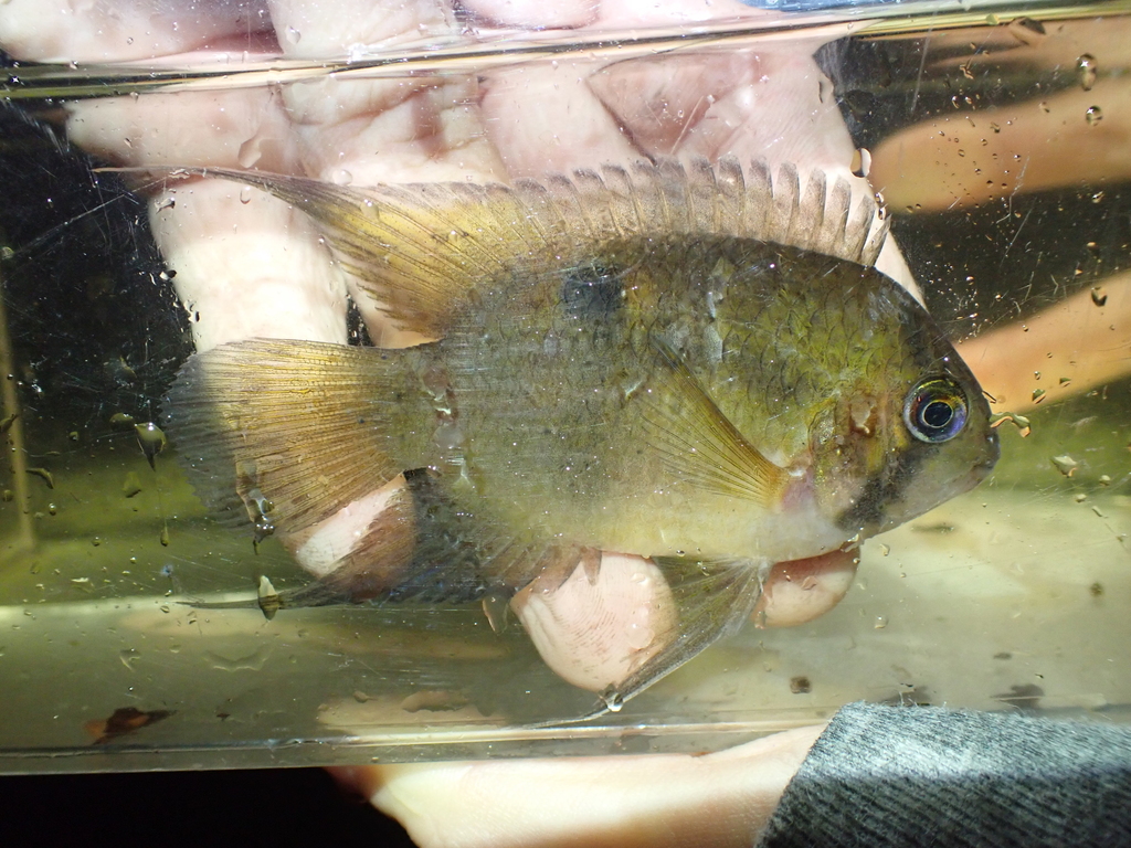 Keyhole Cichlid