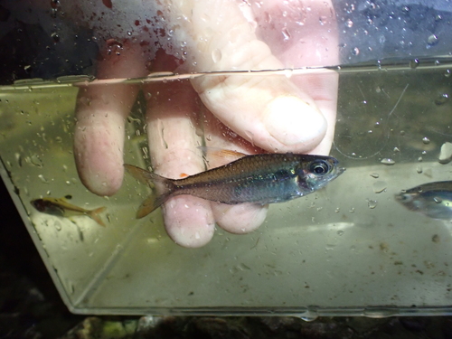 Collett's tetra (Moenkhausia collettii) — Characidae — 5