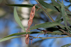 Acacia provincialis
