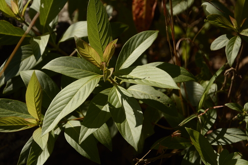 Image of Wendlandia thyrsoidea by (c) Siddarth Machado, some rights reserved (CC BY)