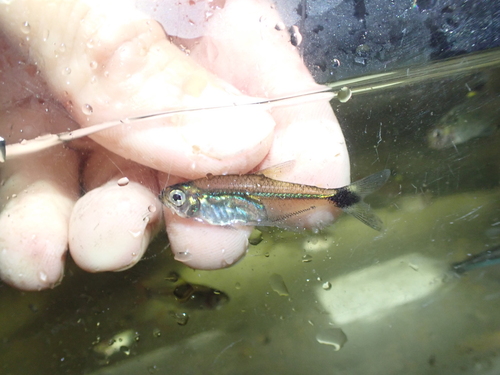 Boeseman's tetra (Hemigrammus boesemani) — Characidae — 3