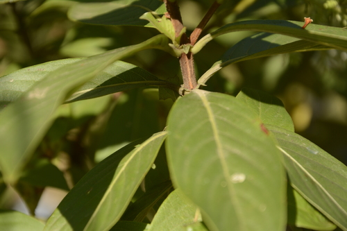 Image of Wendlandia thyrsoidea by (c) Siddarth Machado, some rights reserved (CC BY)
