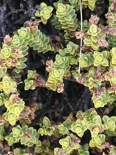 Veronica buchananii, photograph 3