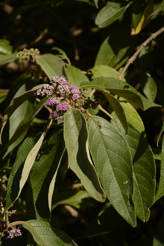 Image of Callicarpa tomentosa by (c) Siddarth Machado, some rights reserved (CC BY)