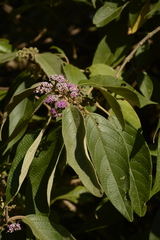 Callicarpa tomentosa