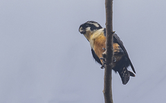 Microhierax fringillarius