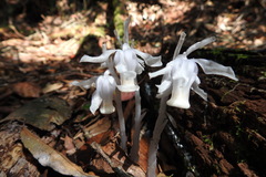 Monotropastrum humile glaberrimum