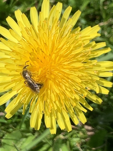 Foto von Gewöhnliche Schmalbiene