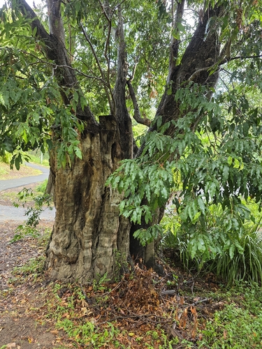 Syzygium floribundum observed 2026-04-25