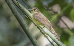 Tricholestes criniger