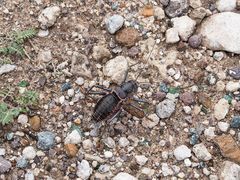 Acanthoplus