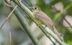 Tricholestes criniger