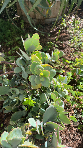 Kalanchoe fedtschenkoi