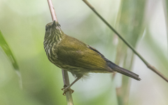 Kurochkinegramma hypogrammicum