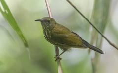 Kurochkinegramma hypogrammicum