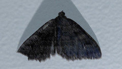 Xanthorhoe anthracinata