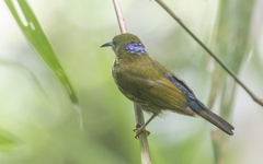 Kurochkinegramma hypogrammicum