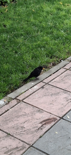 Avistamiento Turdus merula