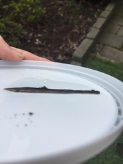 Arthurdendyus triangulatus