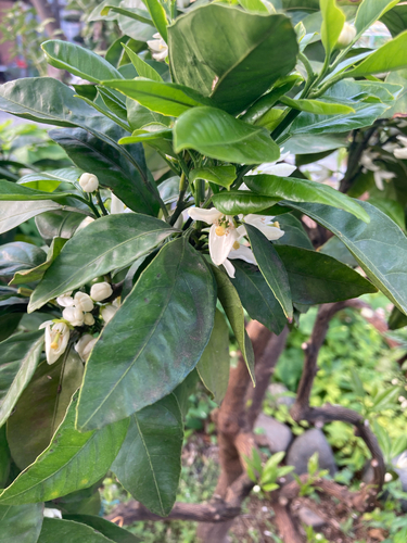 Citrus reticulata iNat (2)