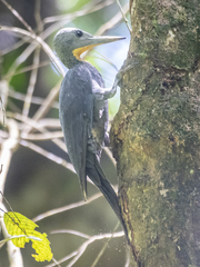 Mulleripicus pulverulentus