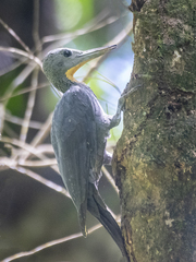 Mulleripicus pulverulentus