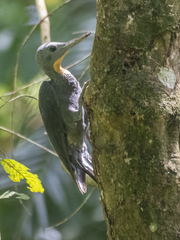 Mulleripicus pulverulentus