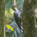 Great Slaty Woodpecker - Photo (c) John Clough, some rights reserved (CC BY-NC), uploaded by John Clough