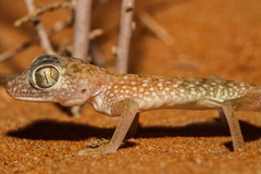 Stenodactylus doriae