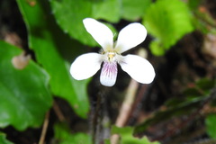 Viola adenothrix