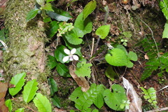 Viola adenothrix