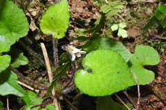 Viola adenothrix