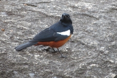 Thamnolaea cinnamomeiventris