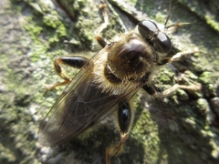 Brachypalpus nipponicus