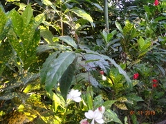 Ajugoideae